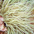 Buceo - profundidades de Elba